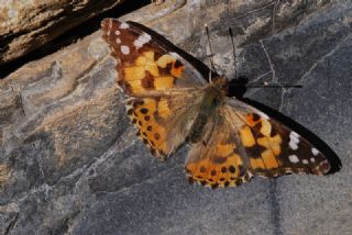 Diken Kelebei (Vanessa cardui)