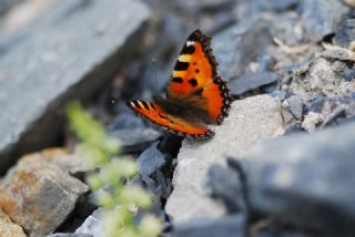 Aglais (Aglais urticae)