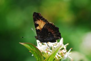 Aglais (Aglais urticae)