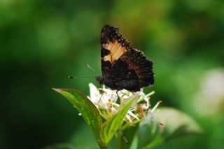 Aglais (Aglais urticae)