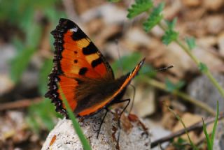 Aglais (Aglais urticae)