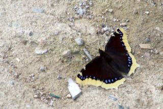 Sar Bandl Kadife (Inachis antiopa)