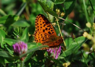 Beyaz nci (Clossiana euphrosyne)