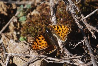 spanyol Kraliesi (Issoria lathonia)