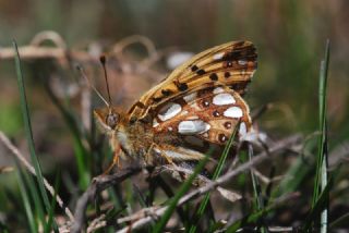 spanyol Kraliesi (Issoria lathonia)