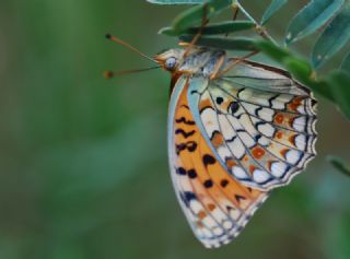 Niyobe&nbsp;(Fabriciana&nbsp;niobe)