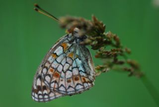 Niyobe (Fabriciana niobe)
