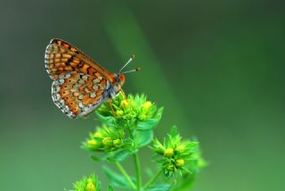 Nazuum (Euphydryas aurinia)