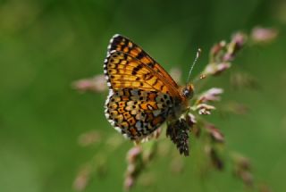 parhan (Melitaea cinxia)