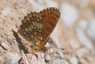 Amannisa (Melitaea athalia)