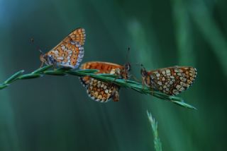 Amannisa (Melitaea athalia)