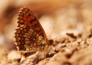 Amannisa (Melitaea athalia)