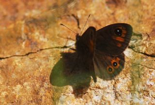 Esmerboncuk (Lasiommata maera)