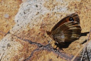 sko Gzelesmeri (Erebia aethiops)