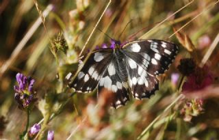 Orman Melikesi (Melanargia galathea)