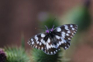 Orman Melikesi (Melanargia galathea)