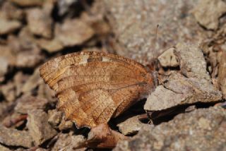 Cad (Chazara briseis)