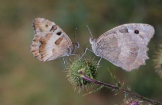 Cad (Chazara briseis)