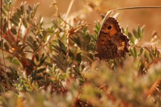 Seyit&nbsp;(Arethusana&nbsp;arethusa)