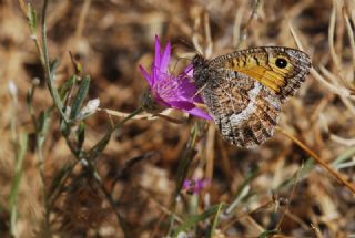 Seyit (Arethusana arethusa)