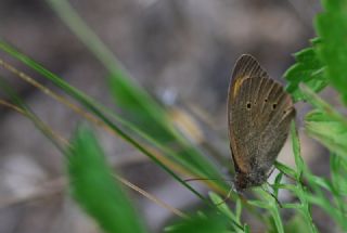 ayr Esmeri (Maniola jurtina)