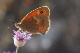 Kk Zpzp Perisi (Coenonympha pamphilus)