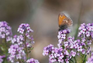 Kk Zpzp Perisi (Coenonympha pamphilus)