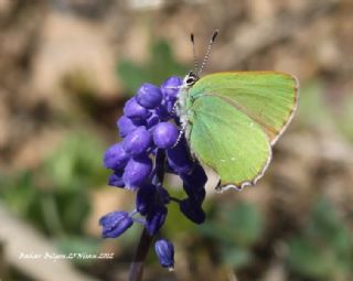 Zmrt (Callophrys rubi)