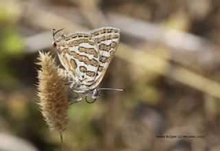 eytanck (Cigaritis acamas)