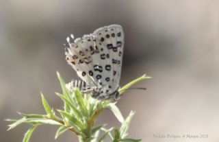 Akdeniz eytanc (Cigaritis cilissa)