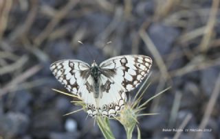 l Melikesi (Melanargia grumi)