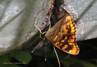 Trakya mparatoru (Apatura metis)