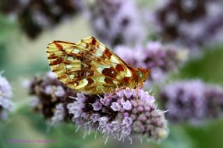 Kafkas Meneke Kelebei (Boloria caucasica)