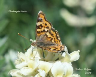 Anadolu ehzadesi (Thaleropis ionia)