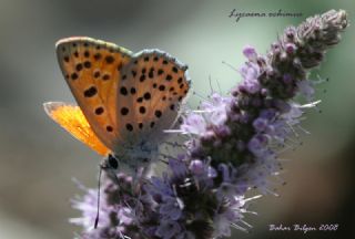 Alev Ategzeli (Lycaena kefersteinii)