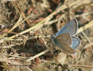 okgzl Ar Mavisi (Polyommatus vanensis)