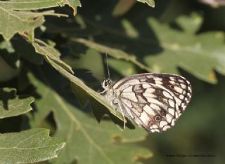 Kara Melike (Melanargia syriaca)