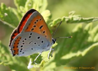 Byk Bakr Gzeli (Lycaena dispar)