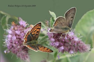 sli Bakr Gzeli (Lycaena tityrus)