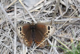 Uygur Gzelesmeri (Proterebia afra)