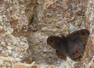 Orman Esmerboncuu (Lasiommata petropolitana)