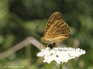 Byk nci (Fabriciana adippe)