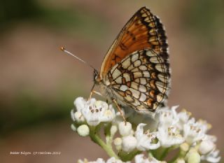 Amannisa (Melitaea athalia)