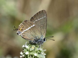 Apollo (Parnassius apollo)