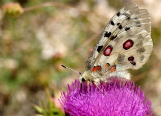 Apollo (Parnassius apollo)