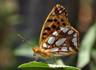 Gzel Sevbeni (Satyrium spini)