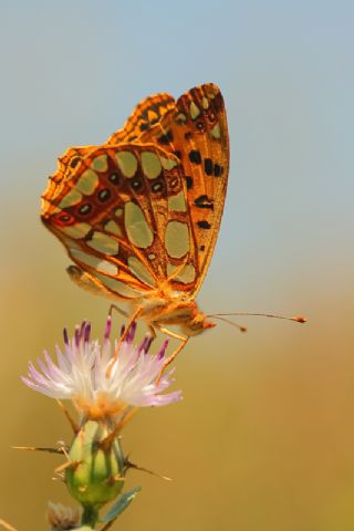 spanyol Kraliesi (Issoria lathonia)