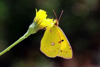 Sar Azamet (Colias croceus)