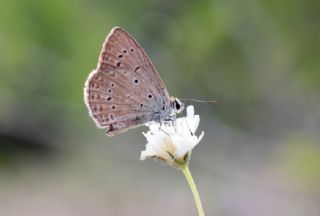 okgzl Dafnis (Polyommatus daphnis)