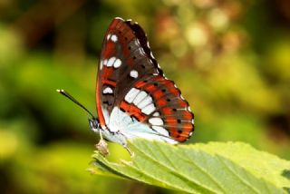 Akdeniz Hanmeli Kelebei (Limenitis reducta)